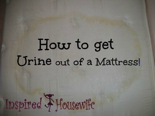 Before Photo for How to Get Pee Stains Out of a Mattress