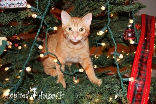Kids, Cats, and a Christmas Tree