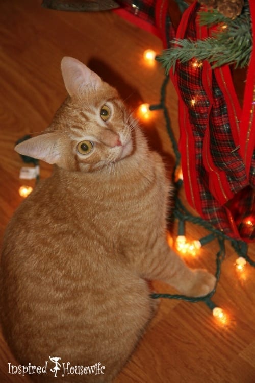 Kids, Cats, and a Christmas Tree